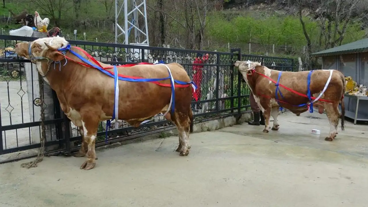 Dev tosuna umre promosyonu: “Poyraz” ve “Paşa” görücüde