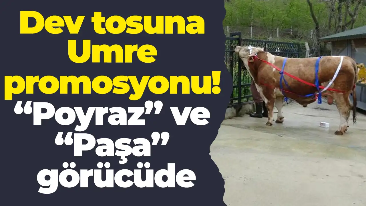 Dev tosuna Umre promosyonu: “Poyraz” ve “Paşa” görücüde