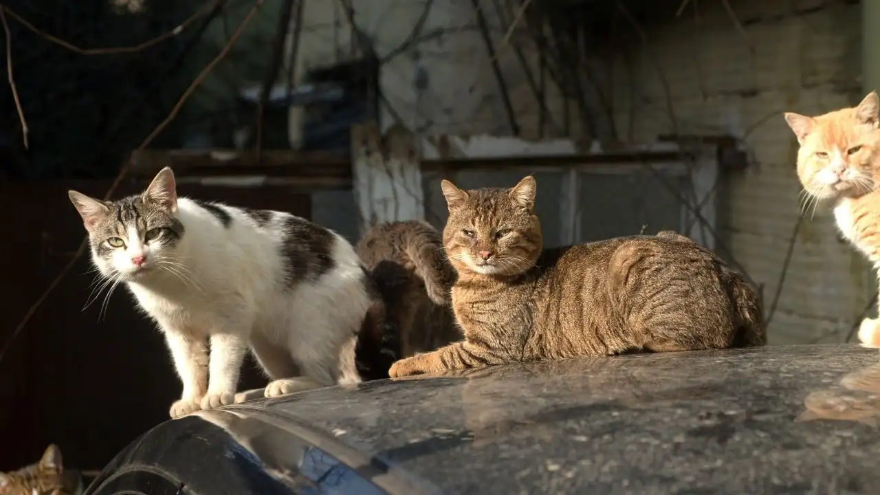 Boztepe’de sokak hayvanları tehlikede: Mahalle sakinleri isyanda