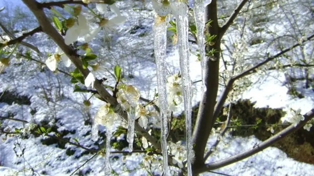 Bayburt’ta zirai don uyarısı! Buzlanma ve çığ tehlikesine dikkat