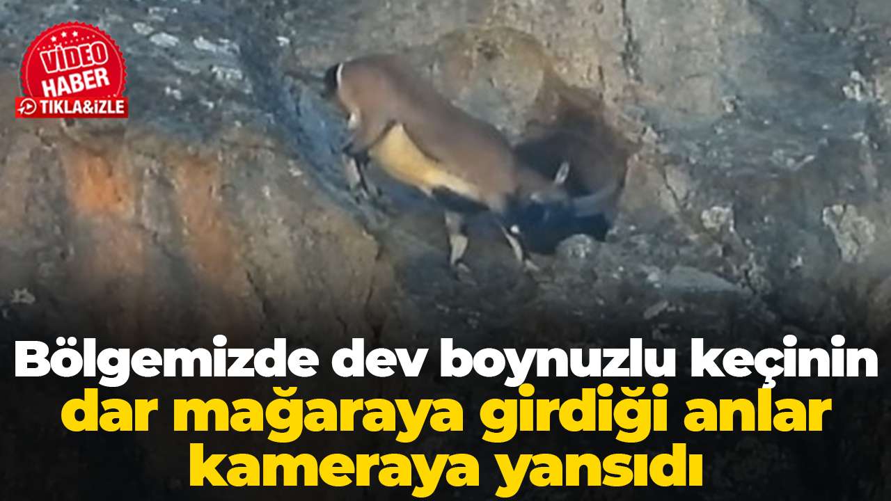 Bölgemizde dev boynuzlu keçinin dar mağaraya girdiği anlar kameraya yansıdı