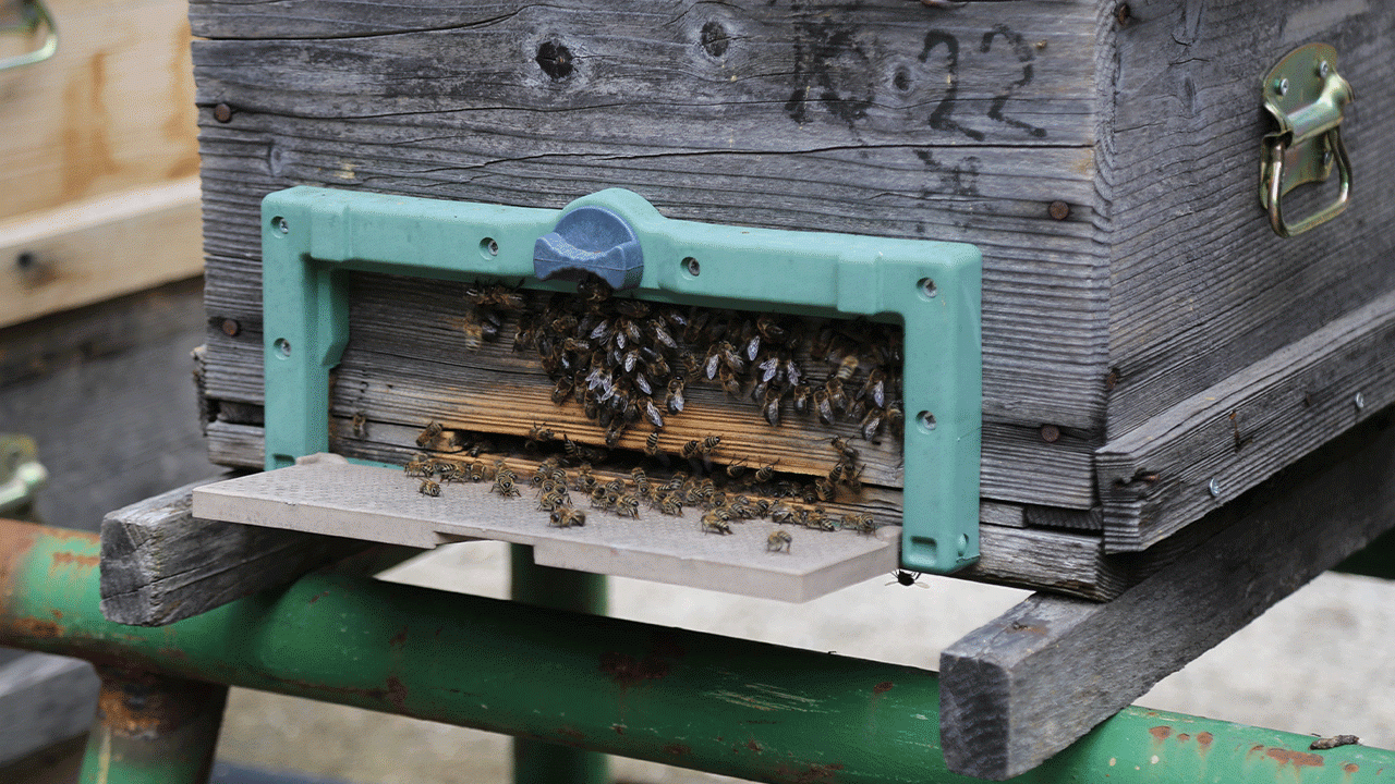 Uzmanlar açıkladı: Bal üretimi yüzde 50 düşebilir