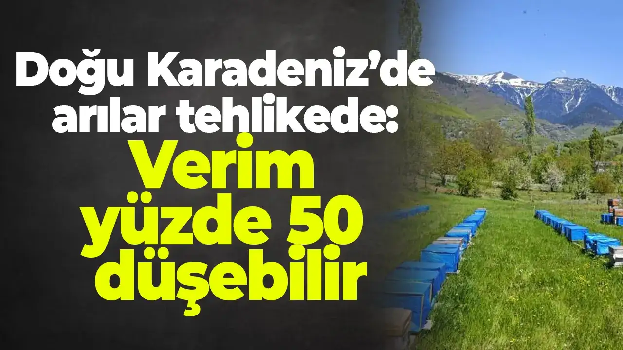 Doğu Karadeniz’de arılar tehlikede: Verim yüzde 50 düşebilir