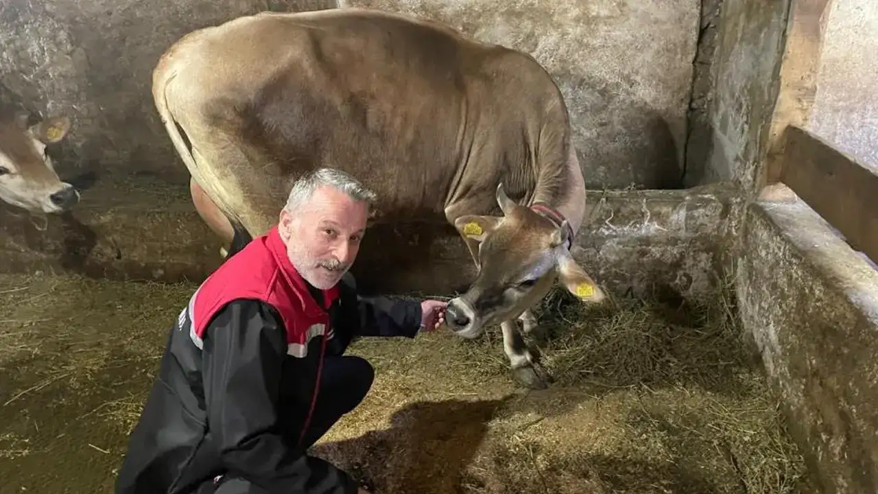 Trabzon’da hayvancılık atağı: Jersey projesi sonuç veriyor
