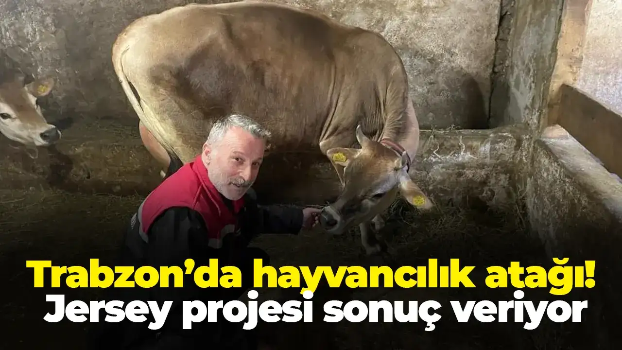 Trabzon’da hayvancılık atağı: Jersey projesi sonuç veriyor