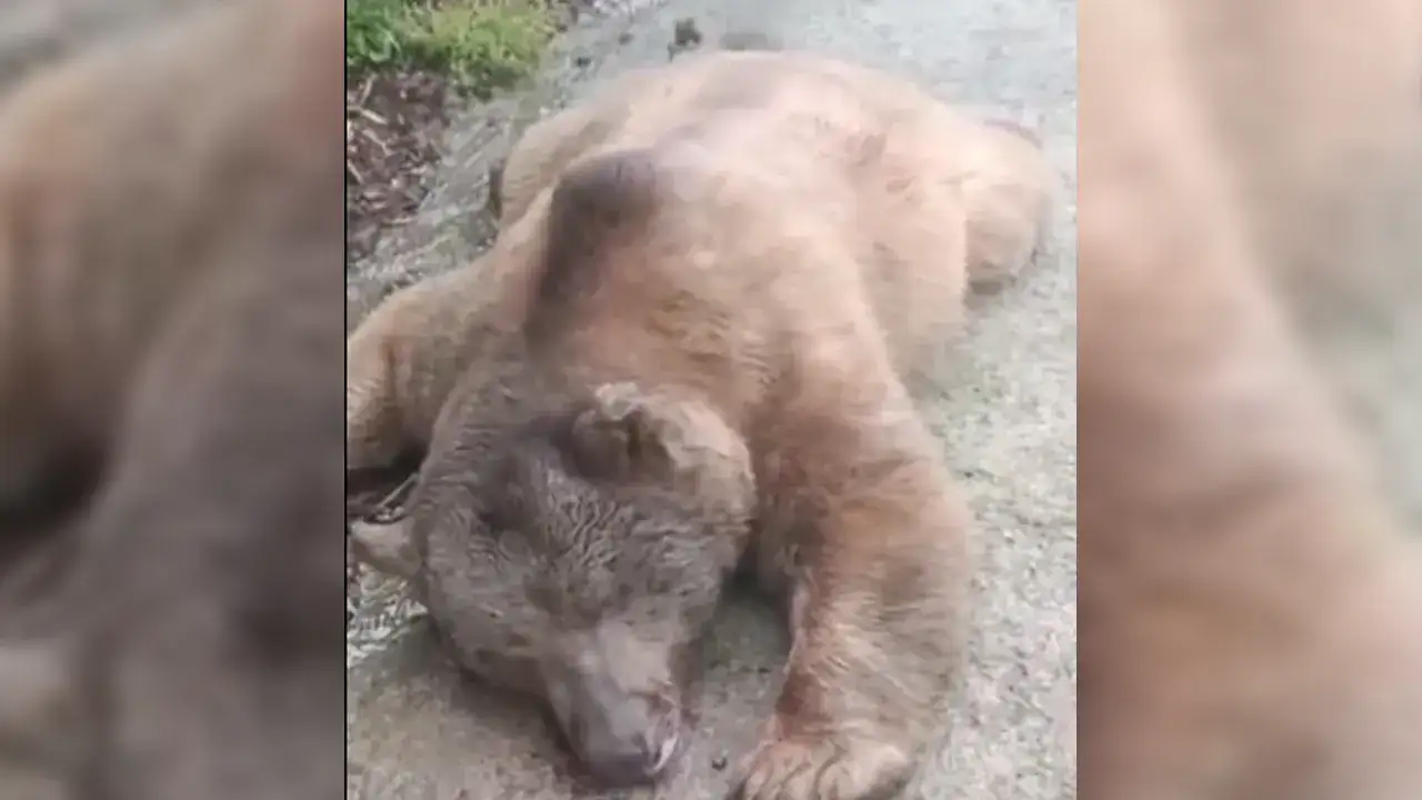 Trabzon’da ölü ayı bulundu! 2 ekip inceleme başlattı