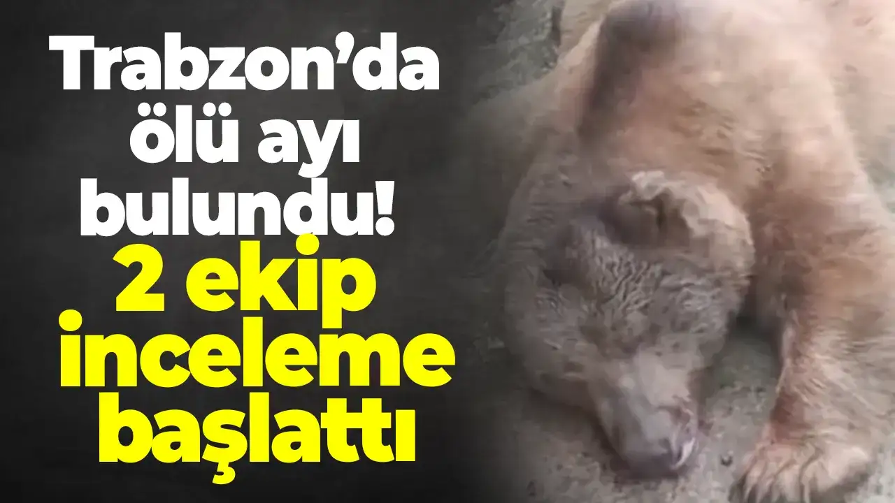 Trabzon’da ölü ayı bulundu! 2 ekip inceleme başlattı