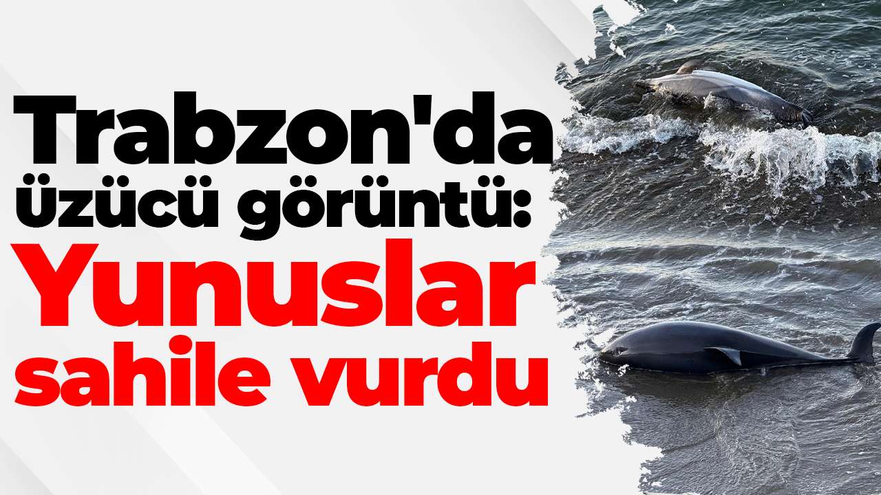 Trabzon'da üzücü görüntü: Yunuslar sahile vurdu