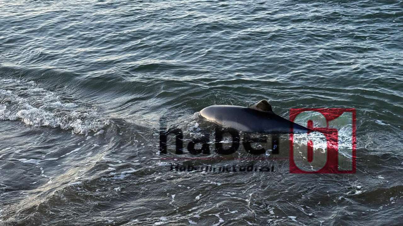 Trabzon'da üzücü görüntü: Yunuslar sahile vurdu