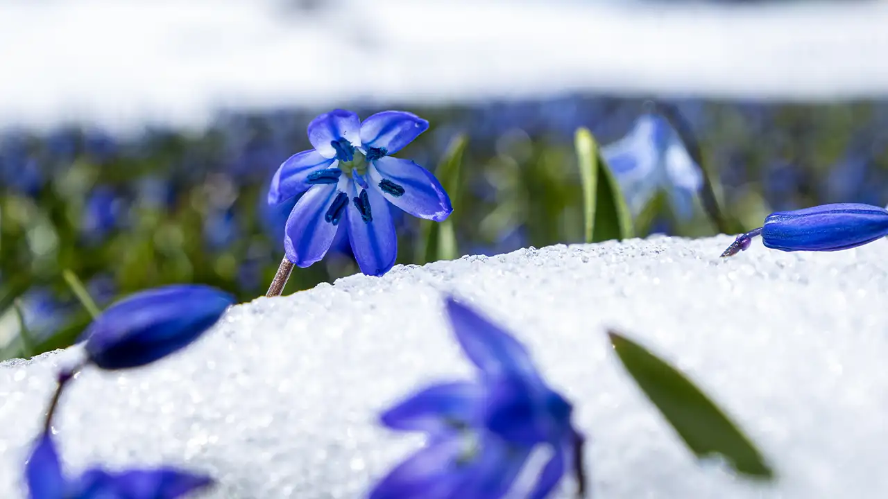 Kadıralak Yaylası’nda mavi yıldızlar bu yıl kar altında kaldı