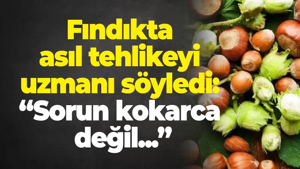Fındıkta asıl tehlikeyi uzmanı söyledi: “Sorun kokarca değil...”