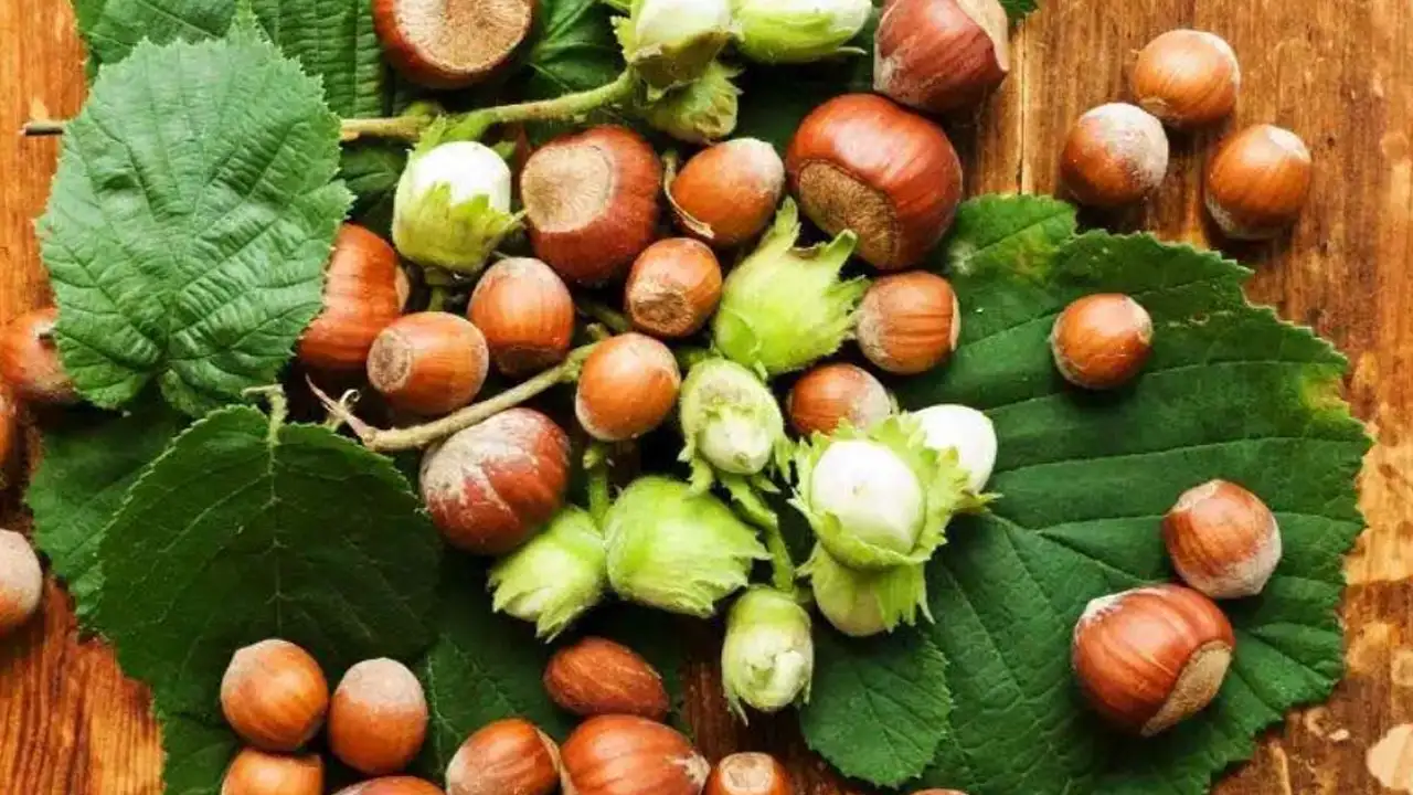 Fındıkta asıl tehlikeyi uzmanı söyledi: “Sorun kokarca değil...”