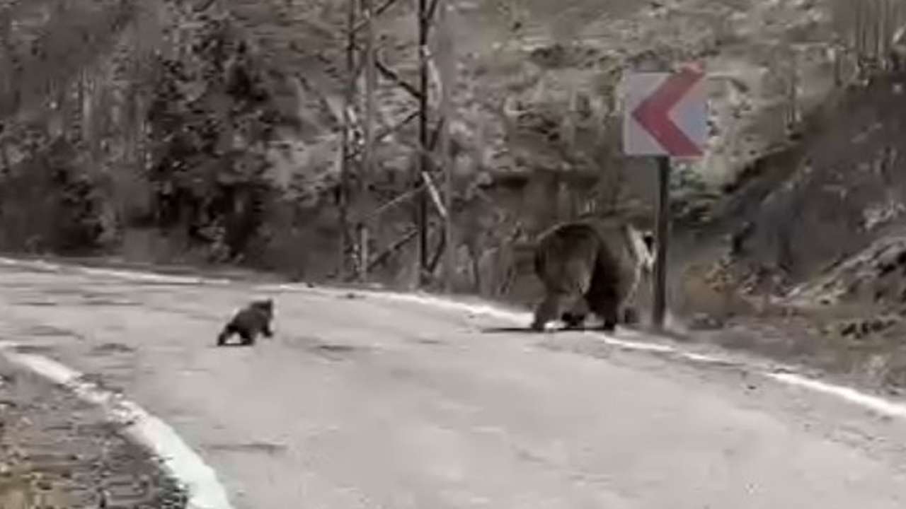 Gümüşhane’de anne ayı ve yavruların çabası gülümsetti