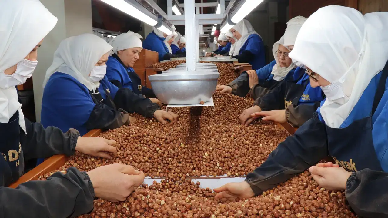 Fındıkta kadın gücü: Giresun zirvede, Ordu ilk 10’da