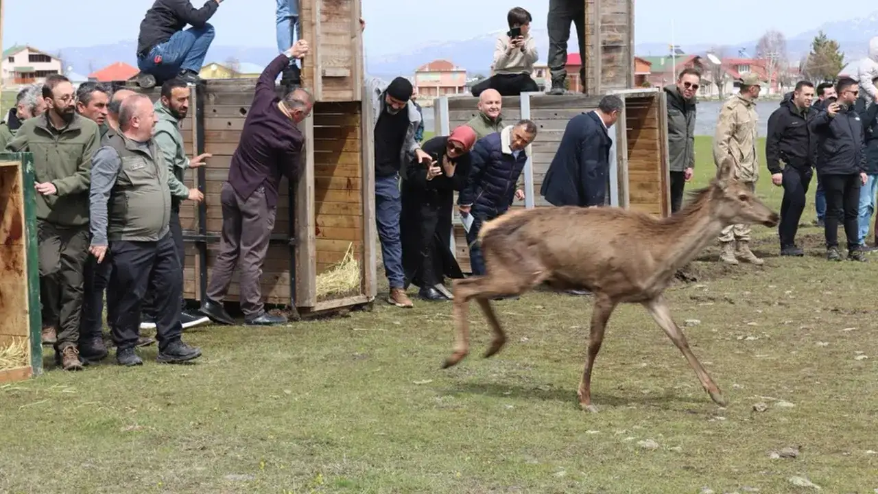 Ordu’da doğaya 16 kızıl geyik bırakıldı