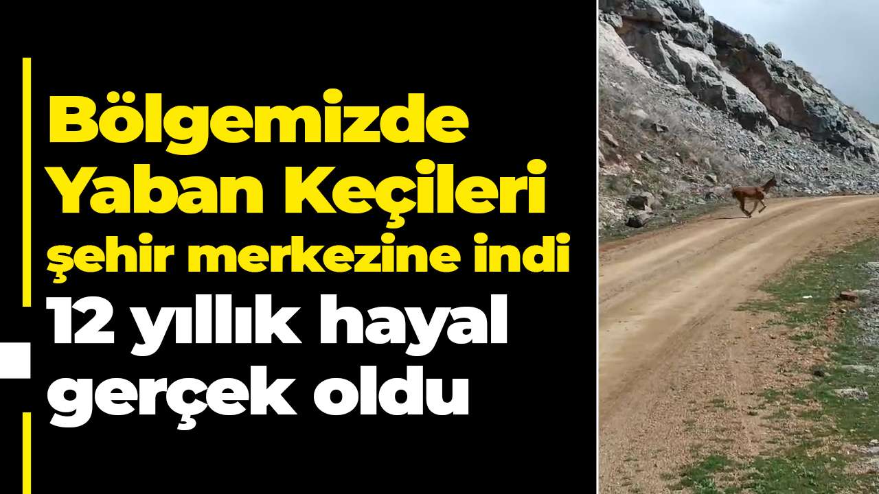 Bölgemizde Yaban Keçileri şehir merkezine indi: 12 yıllık hayal gerçek oldu