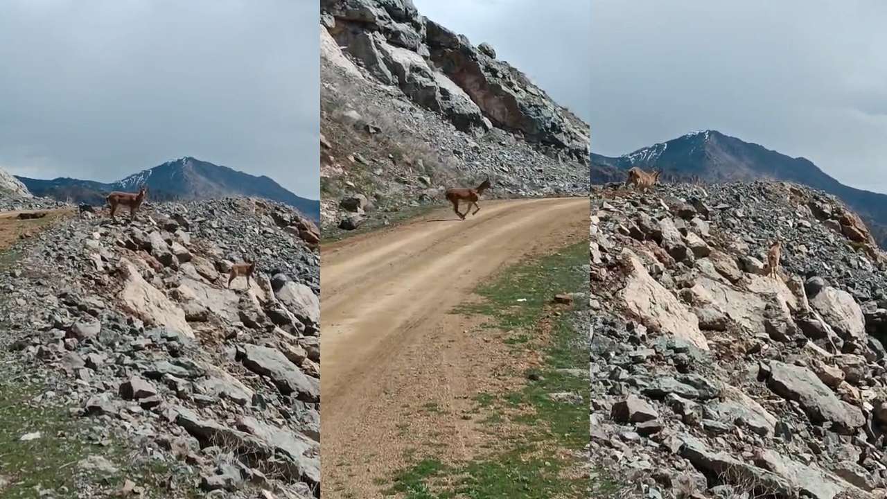 Bölgemizde Yaban Keçileri şehir merkezine indi: 12 yıllık hayal gerçek oldu