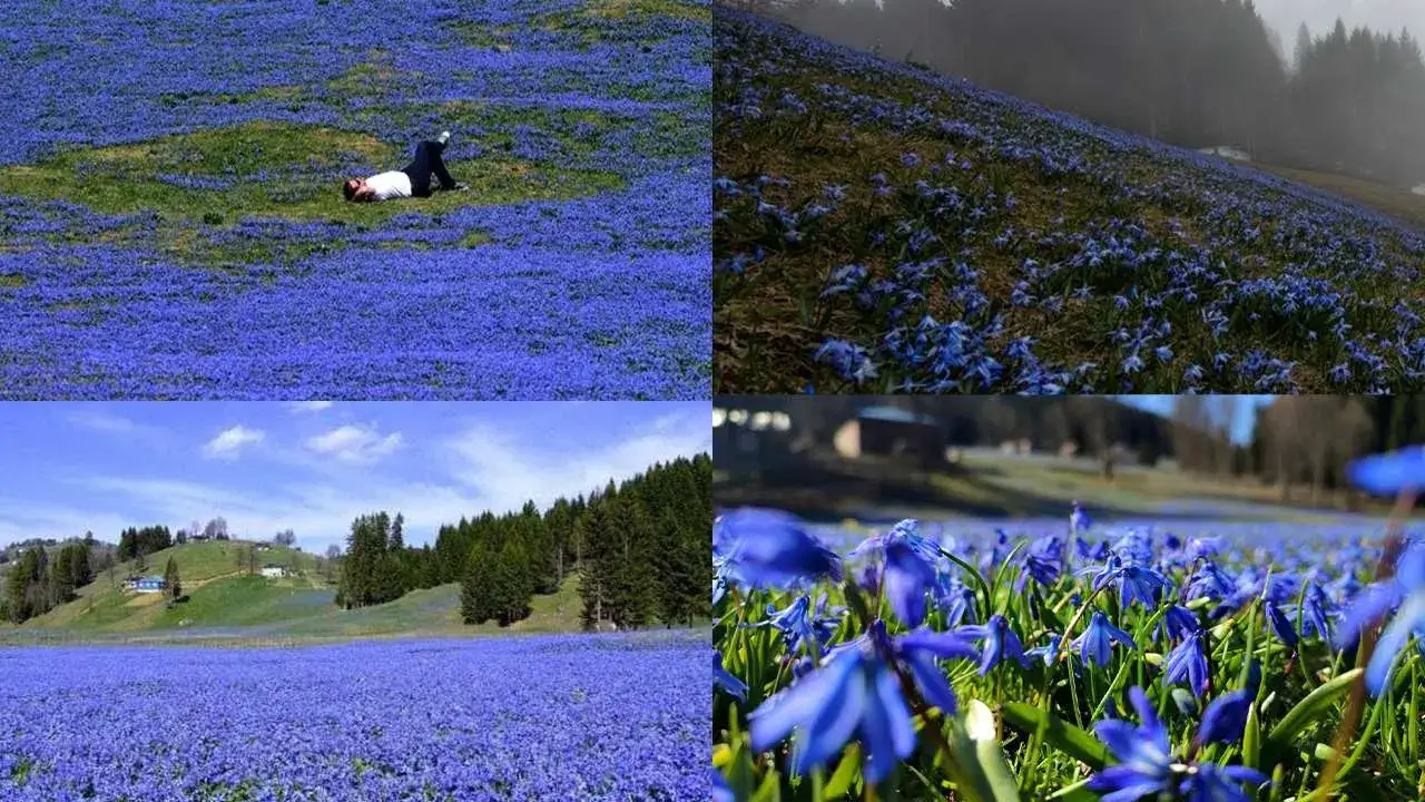 Trabzon’da Mavi Yıldız şöleni: Kadıralak Yaylası’na ziyaretçi akını