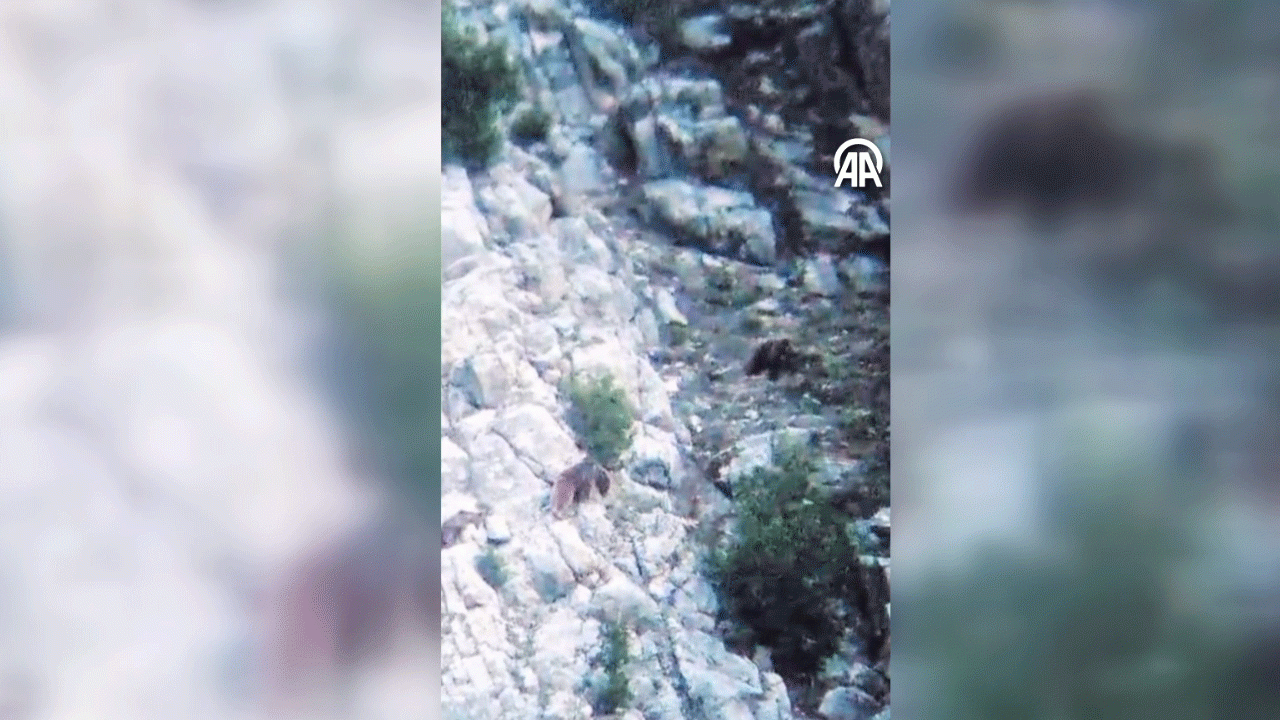 Anne ayı yavrusunu diğer ayılardan korurken görüntülendi