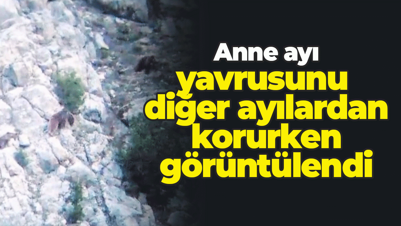 Anne ayı yavrusunu diğer ayılardan korurken görüntülendi