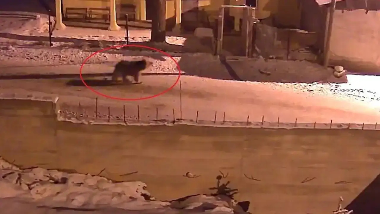 Bayburt’ta aç kalan ayılar köylere indi