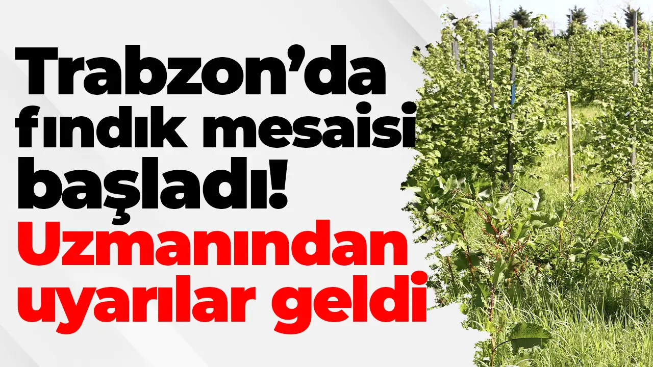 Trabzon’da fındık mesaisi başladı! Uzmanından uyarılar geldi