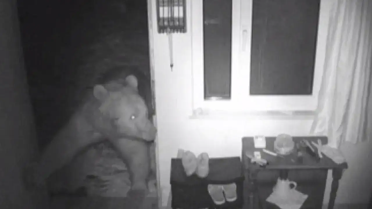 Trabzon’da bozayılar yaylalara indi! Evlere zarar verdi