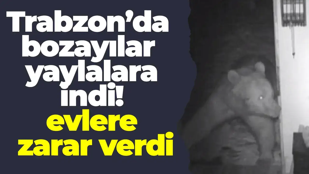 Trabzon’da bozayılar yaylalara indi! Evlere zarar verdi