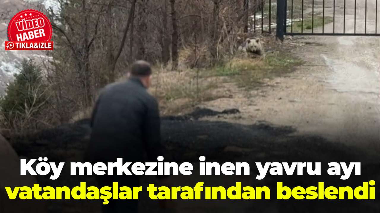 Köy merkezine inen yavru ayı vatandaşlar tarafından beslendi