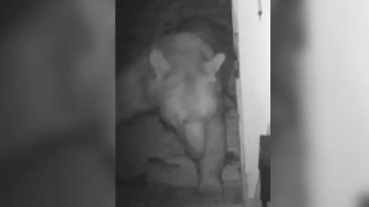 Trabzon’da ayı paniği: Evleri talan etti