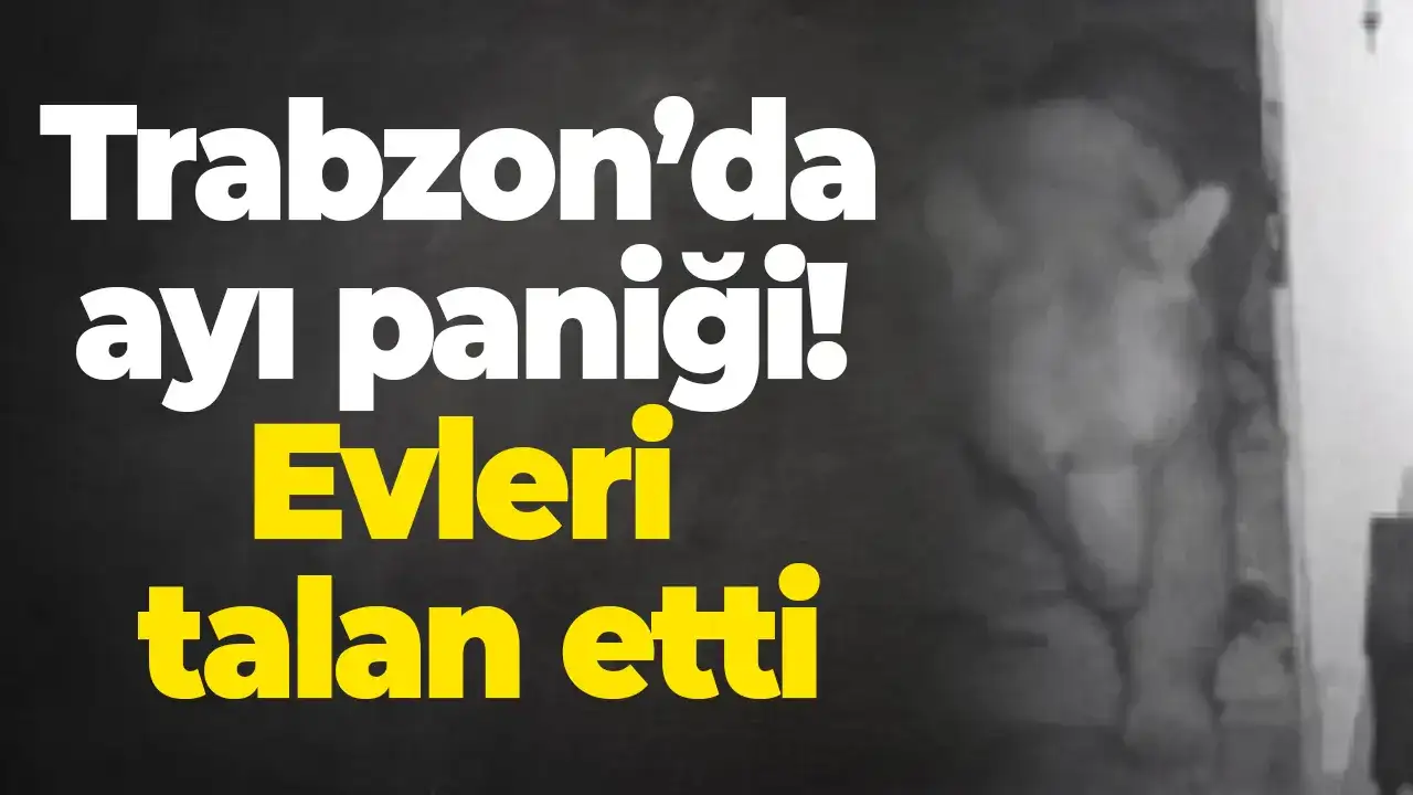 Trabzon’da ayı paniği: Evleri talan etti