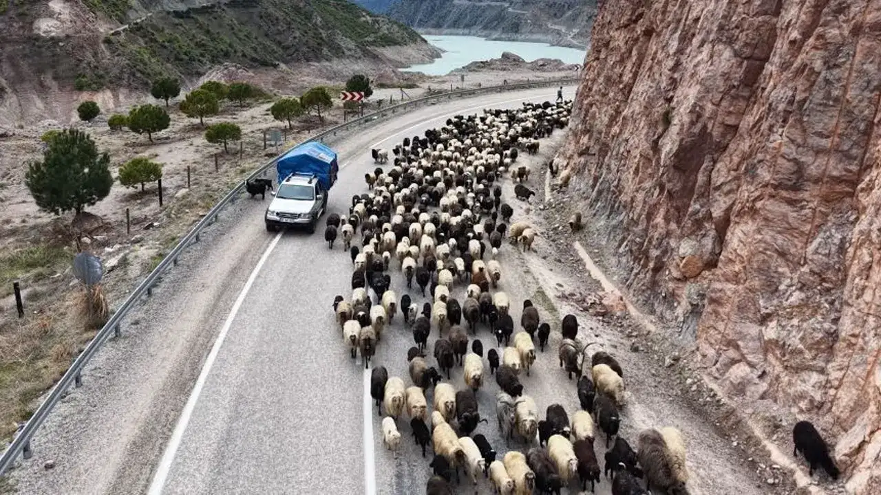 Artvin’de yayla göçü başladı: Sürüler yollara indi