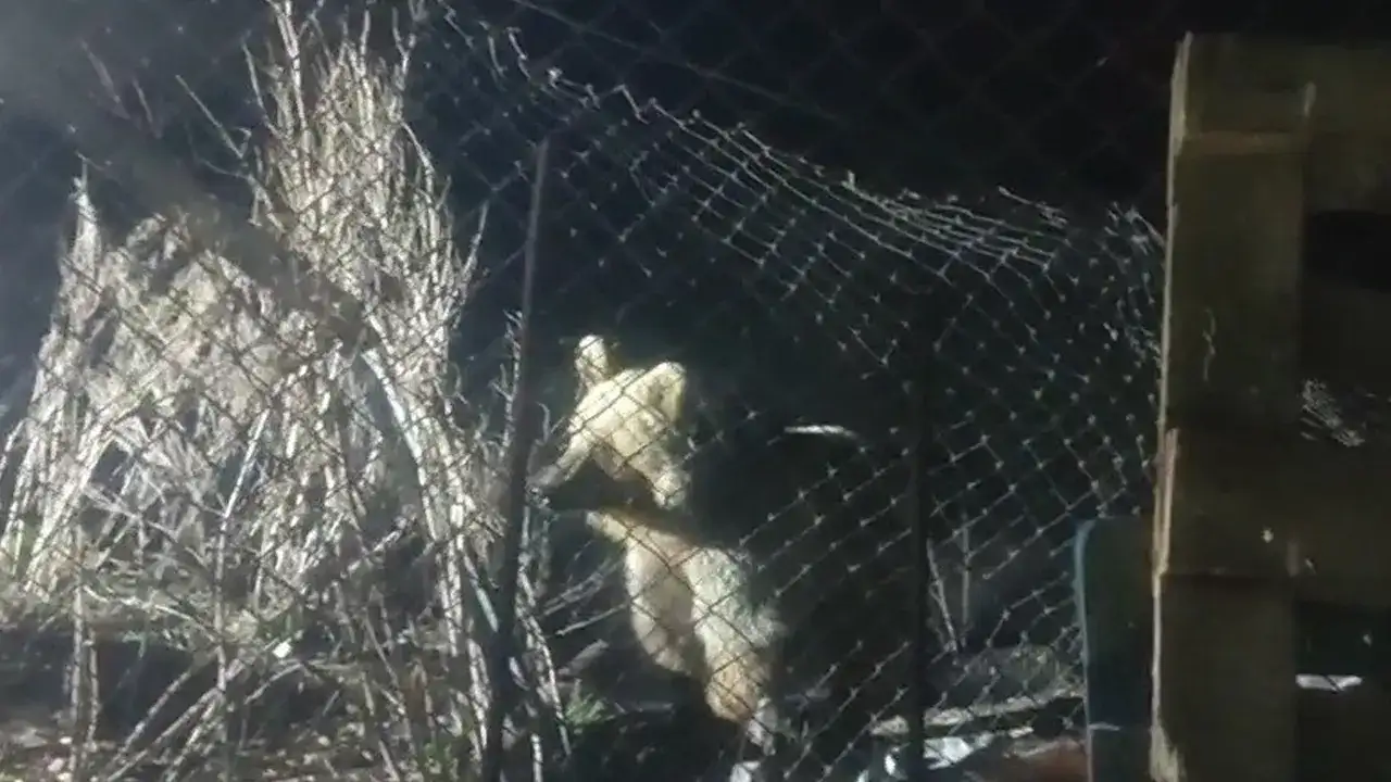 Bayburt’ta ayı şantiyeye indi: “Sen acıktın mı?” deyince kaçtı