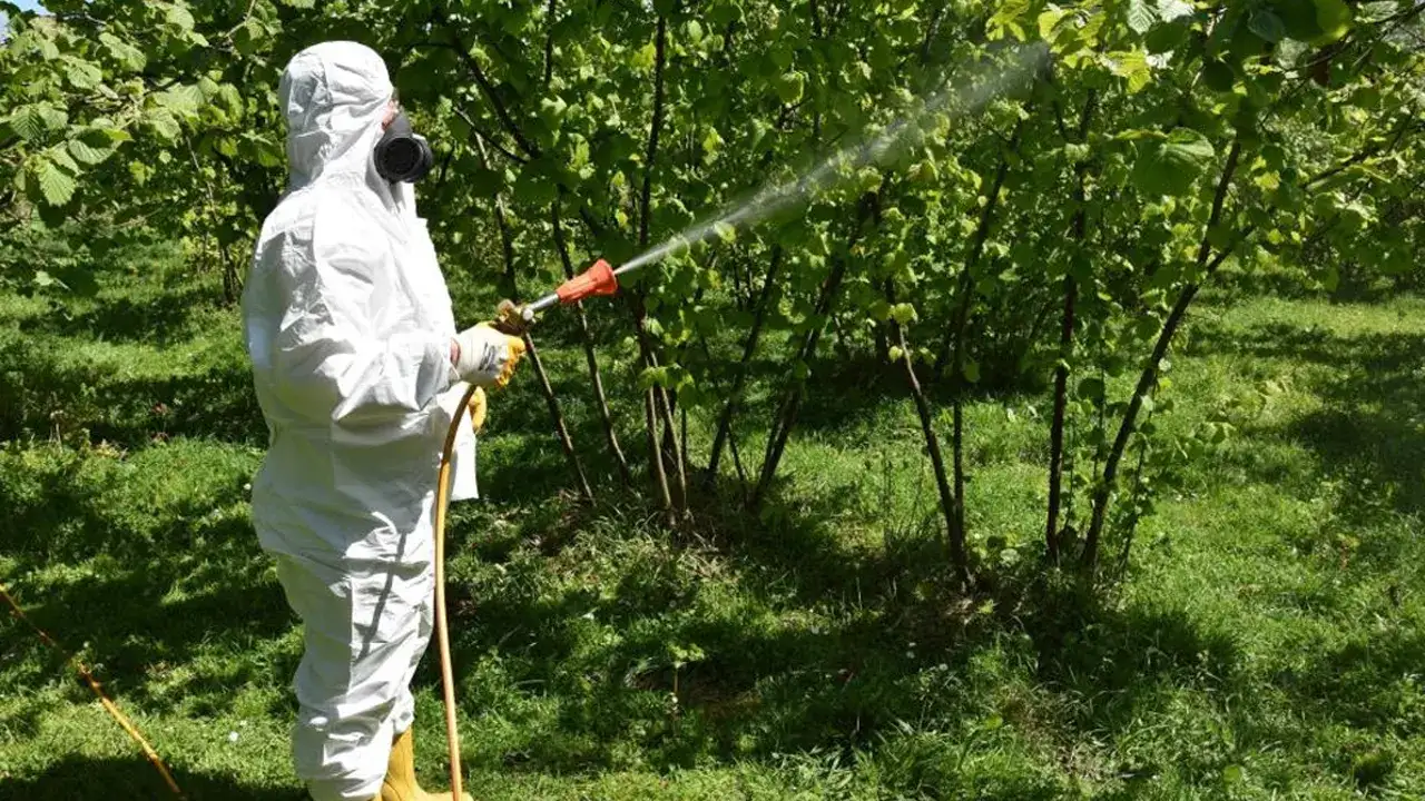 Fındıkta kritik mücadele başladı: Küllenme ve akar tehlikesi