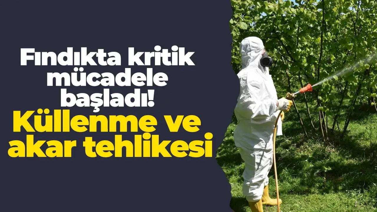 Fındıkta kritik mücadele başladı: Küllenme ve akar tehlikesi