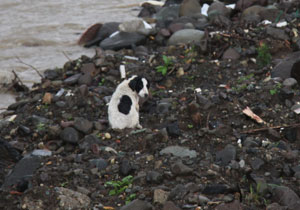Köpek derede mahsur kaldı