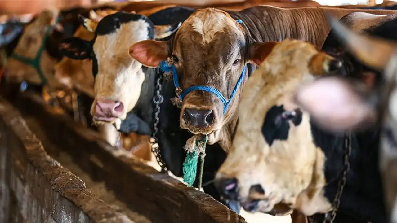 Kurban Bayramı tebliği açıklandı! 5 kritik düzenleme dikkat çekti