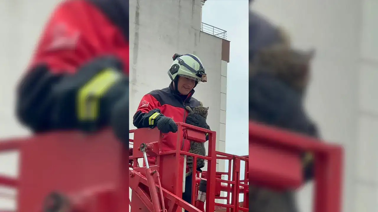 Rize’de ağaçta mahsur kalan kedi kurtarıldı