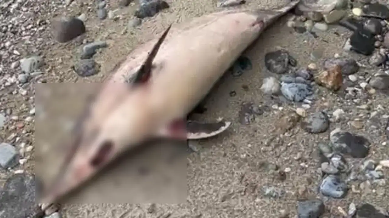 Trabzon sahillerinde yunus ölümleri arttı! Araklı’da bir vaka daha