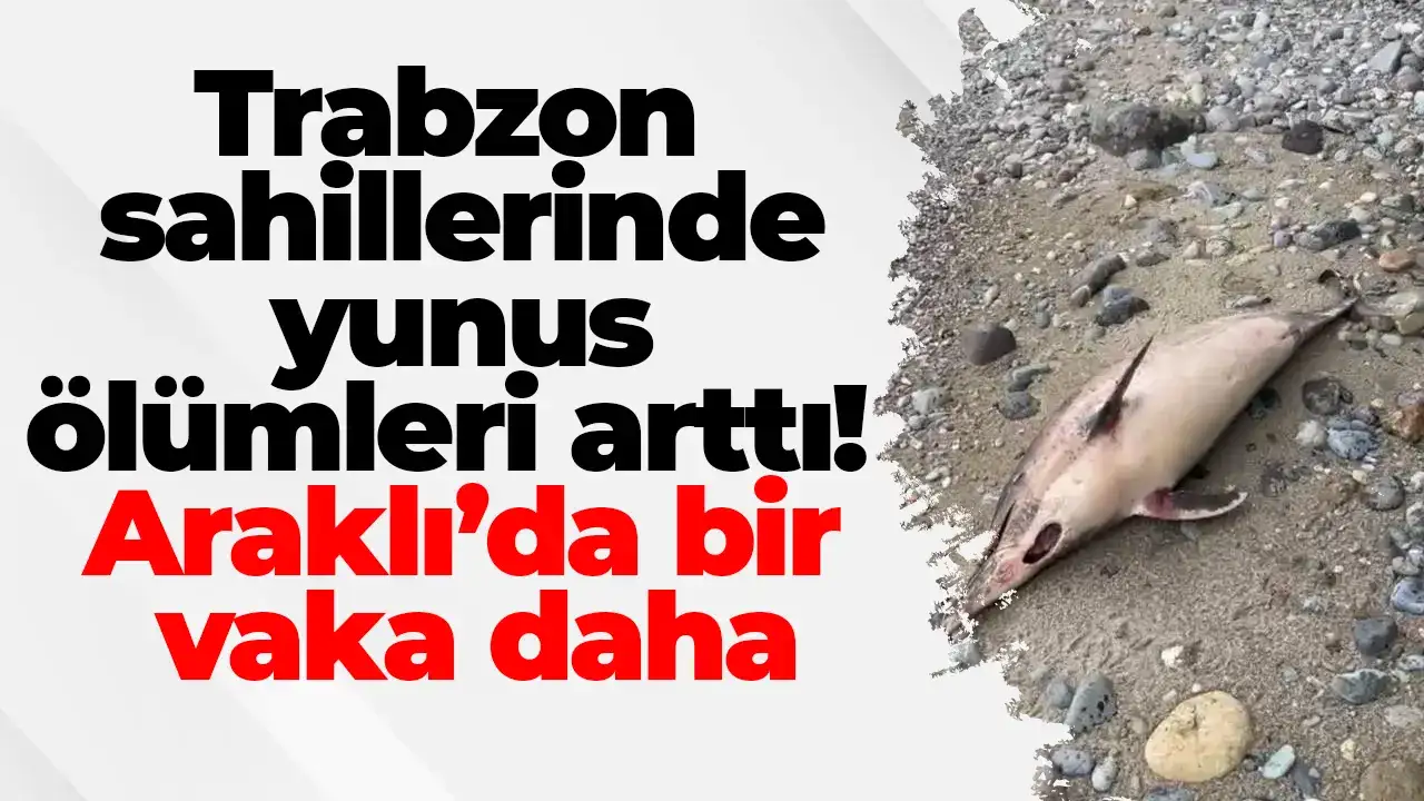 Trabzon sahillerinde yunus ölümleri arttı! Araklı’da bir vaka daha