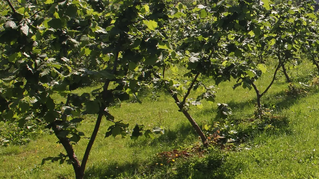 Emekli öğretmenin acı sonu: Ot toplarken hayatını kaybetti