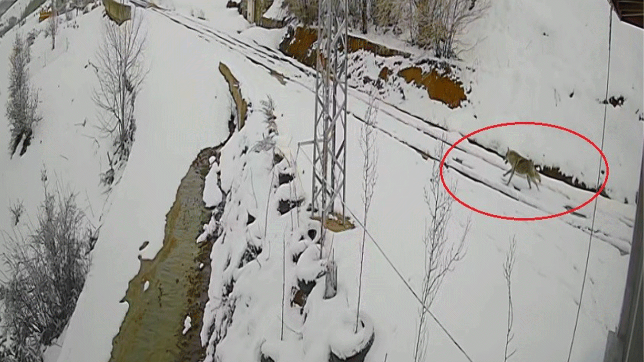 Bayburt'ta nefes kesen kovalamaca: Tavşanın kurdu atlattığı anlar kamerada