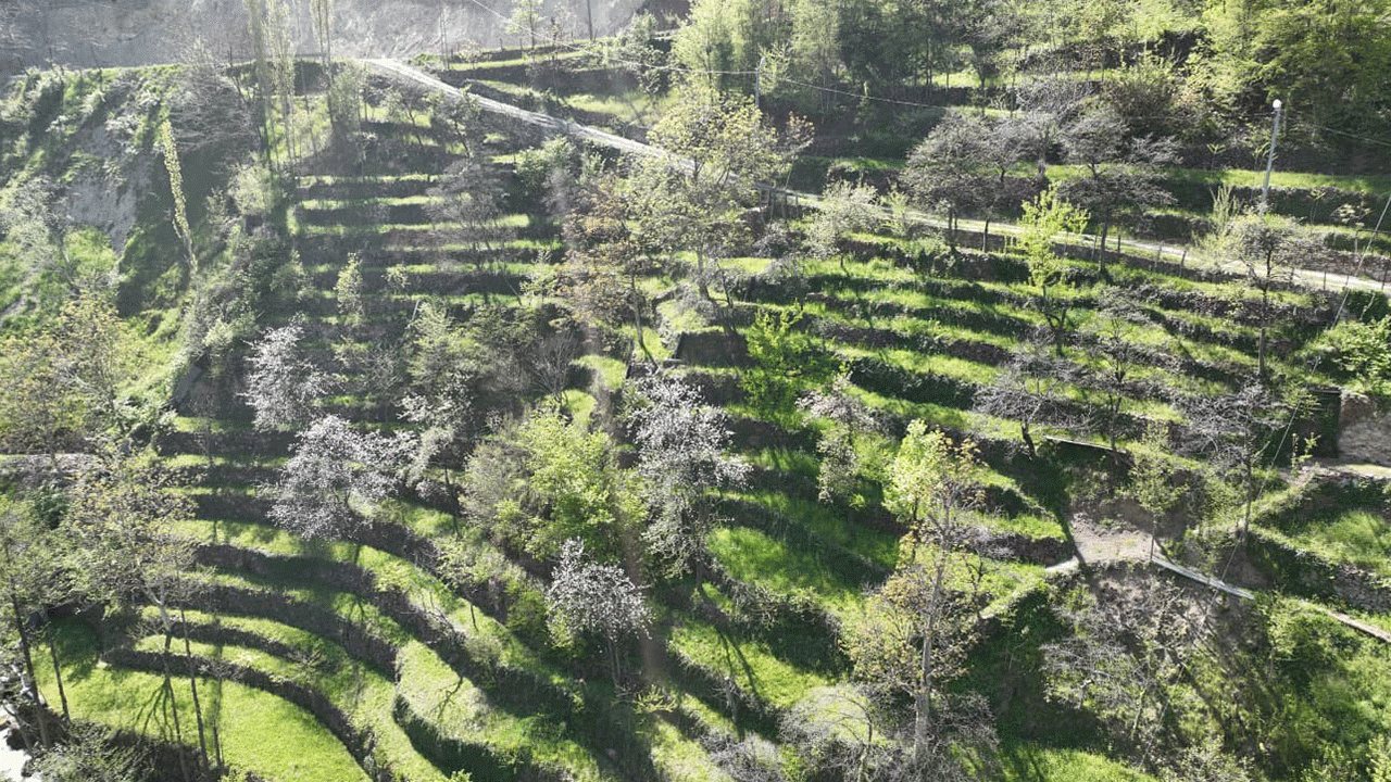 Artvin’de 3 kuşaklık emek: 2 dönümlük araziyi 8 dönüme taşıdılar