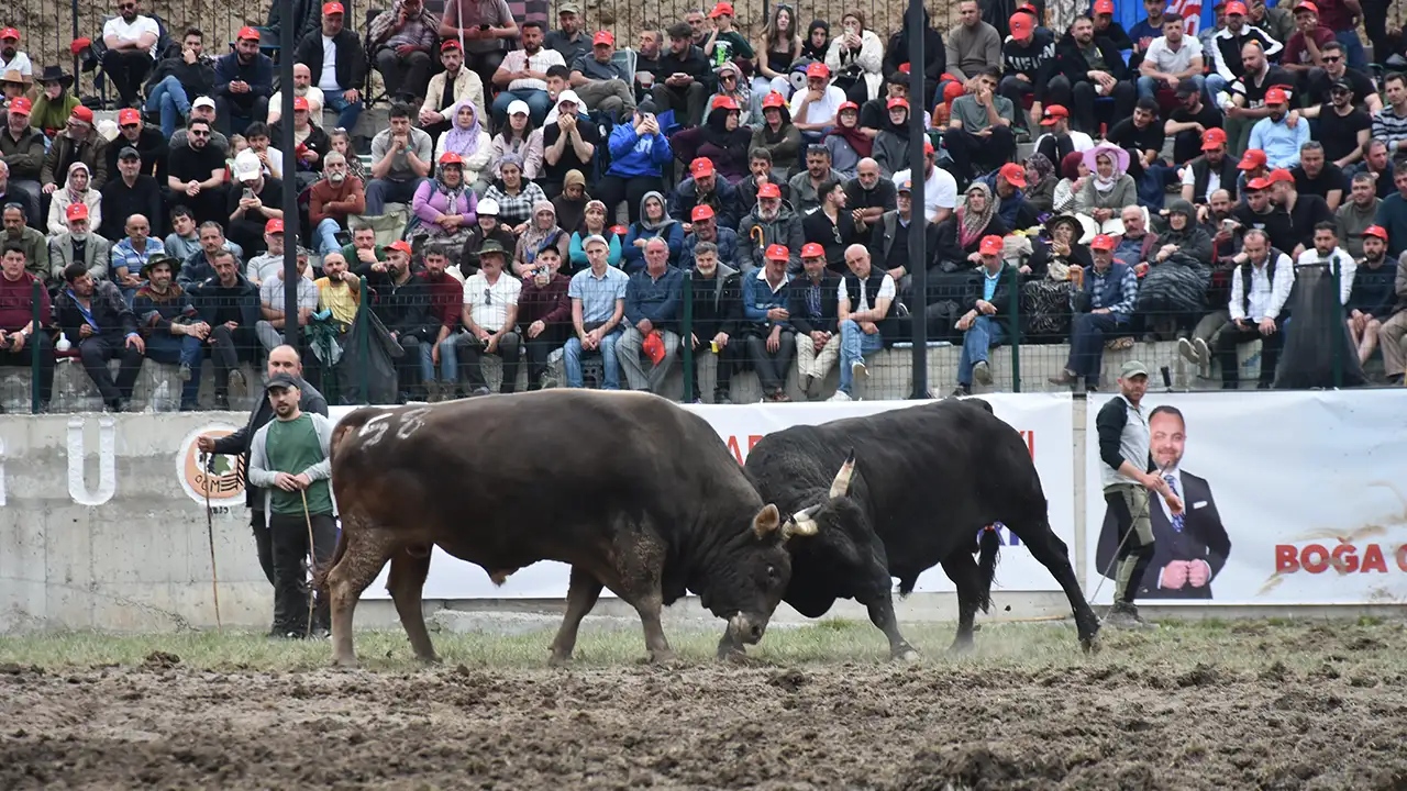 Yusufeli boğa güreşleri Türkiye’nin dört yanından ilgi gördü