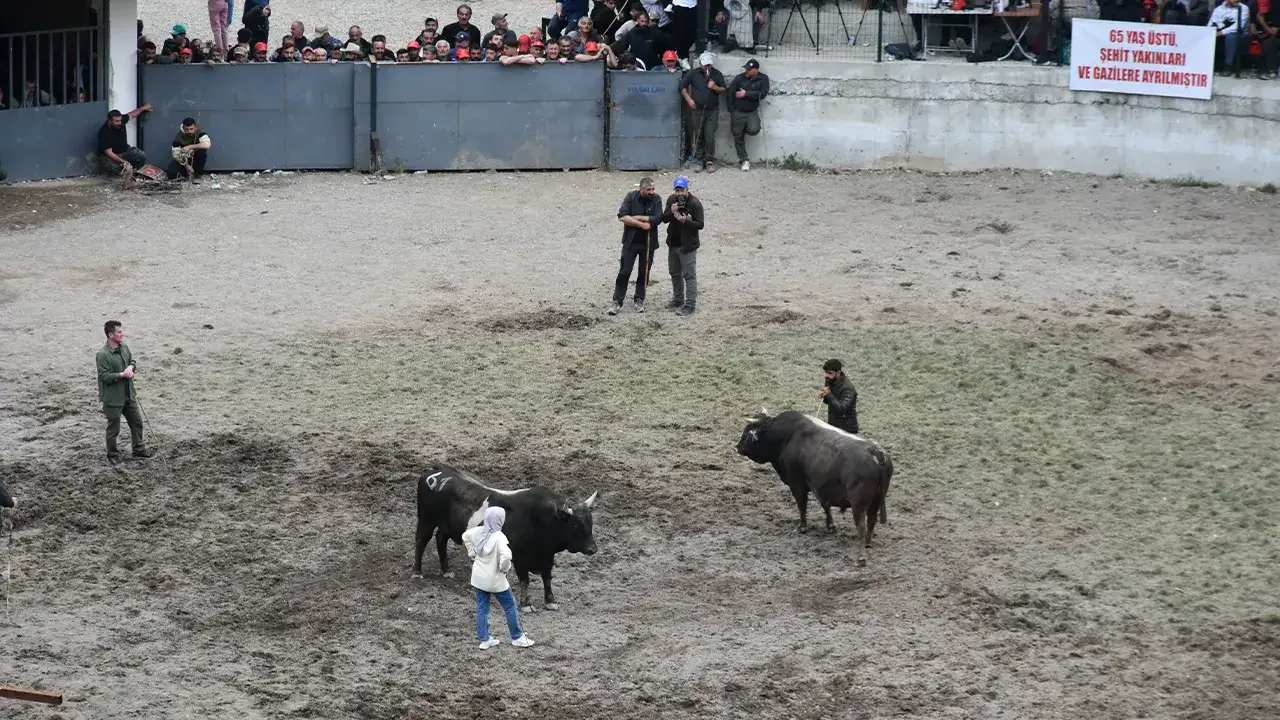 Yusufeli’nde 200 yıllık gelenek: Boğa güreşlerine yoğun ilgi