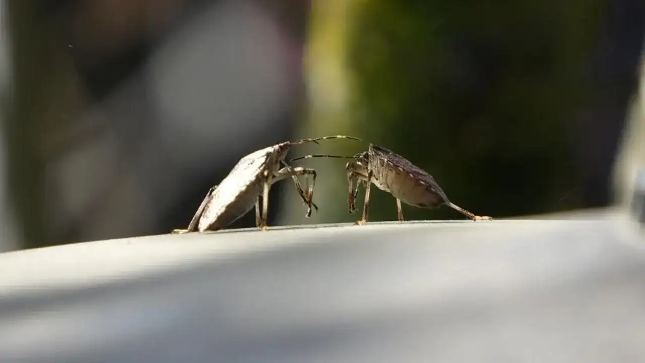 Kahverengi kokarcaya karşı yeni umut: Yerli biyolojik ilaç geliştiriliyor