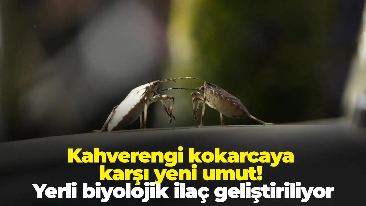 Kahverengi kokarcaya karşı yeni umut: Yerli biyolojik ilaç geliştiriliyor
