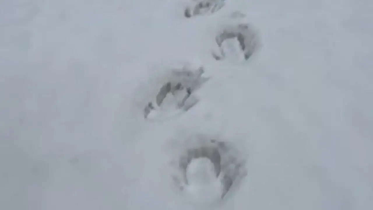 Trabzon’da yayla evlerine ayı saldırısı! 3 evde hasar