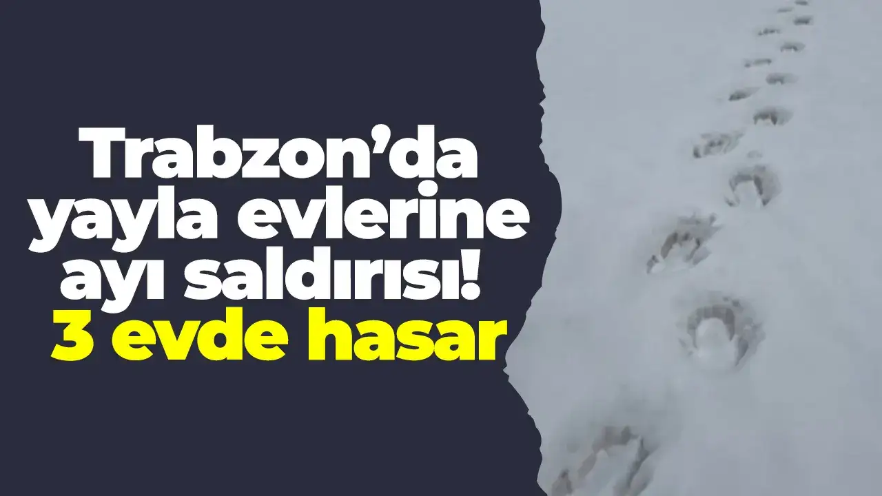 Trabzon’da yayla evlerine ayı saldırısı! 3 evde hasar