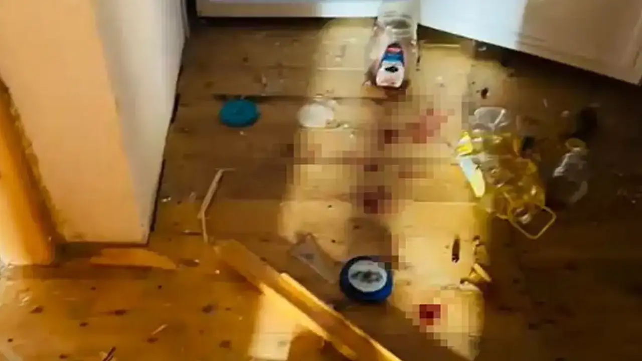 Yaylada ayı dehşeti!  Evleri talan ettiler